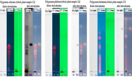 Figure 2: HPTLC densitogram 3D display of all tracks for terpenoid compounds in the whole  plant methanol extract of Polygonum species (X3/X4/Y3) and Standards (Solanesol for X3/X4/Y3).