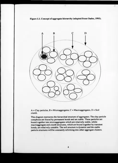 Figure 1.1. Concept of aggregate hierarchy (adapted from Oades, 1993).