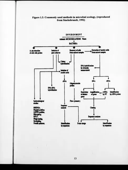 Figure 1.3. Commonly used methods in microbial ecology, (reproducedfrom Stackebrandt, 1992)
