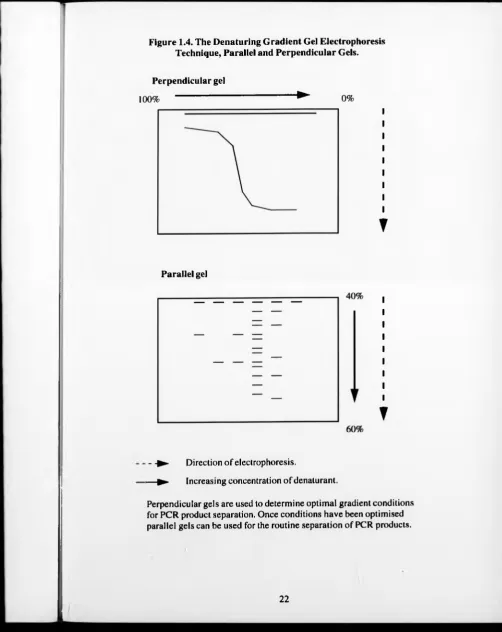 Figure 1.4. The Denaturing Gradient Gel Electrophoresis Technique, Parallel and Perpendicular Gels.
