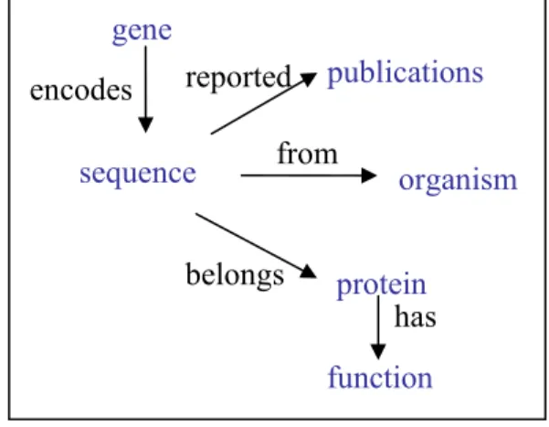 Fig. 5. Ontology for Swiss-Prot. 