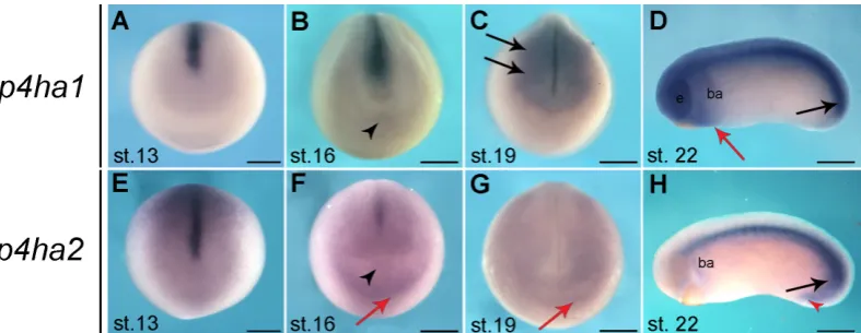 Fig. 3. Whole mount in situ hybridization analysis of p4ha1 and p4ha2 during neurulation