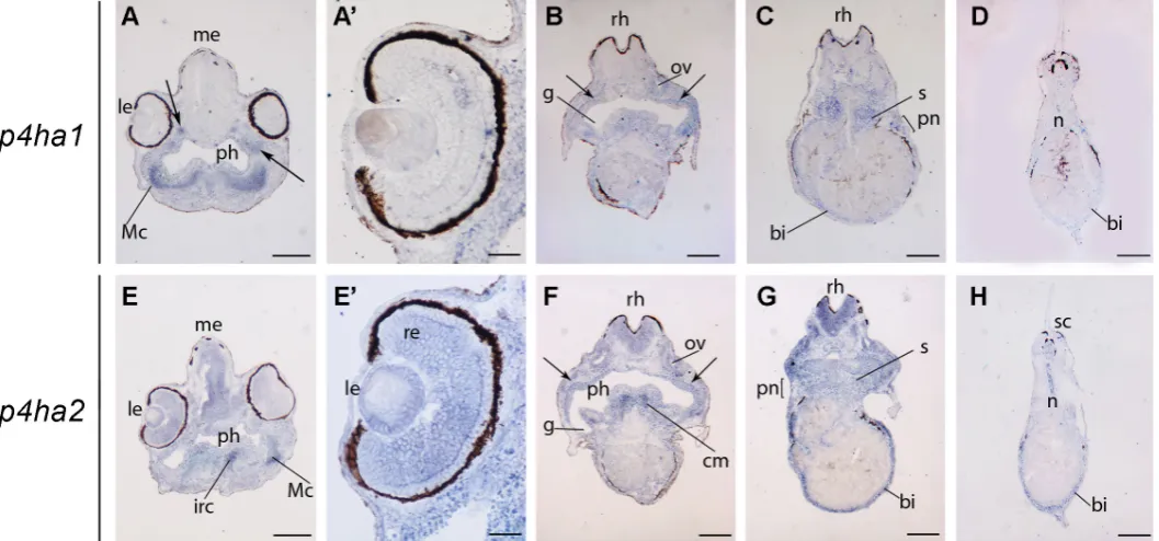 Fig. 5. Cryosections of stage 42 embryos hybridized with p4ha1 (A-D) and p4ha2 (E-H) probes