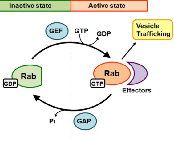 Figure 1: Schematic diagram of Rab GTPase cycle.  Rabs switch between two conformations, an inactive GDP-bound form and  an active GTP-bound form