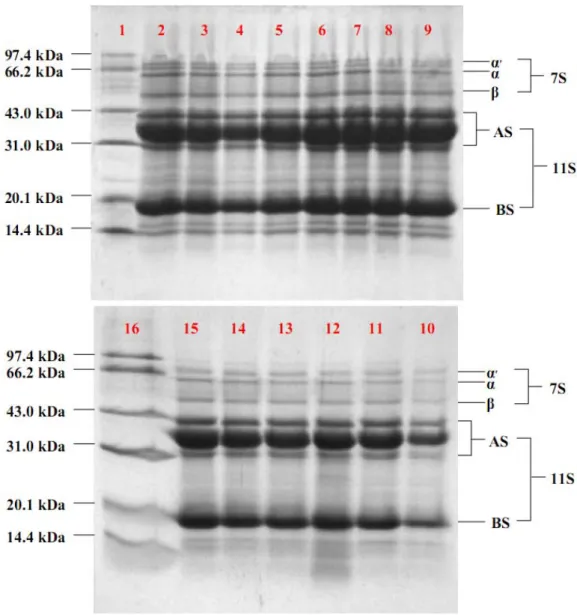 Figure 4. SDS-PAGE band patterns of the 11S-rich fractions obtained by different  methods: 1 the molecular weight markers to which be pointed with arrows in the left; 2 pH  6.2; 3 pH 6.3; 4 pH 6.4; 5 pH 6.5; 6 pH 6.6; 7 SBS; 8 DTT; 9 ME; 10 6 h; 11 8 h; 12