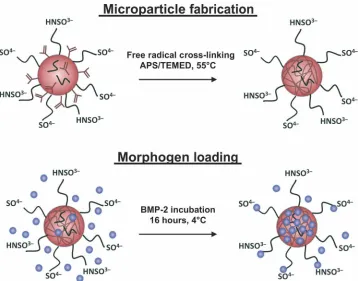 Fig. 1. Fabrication and morphogen loading of HMPs. HMPs were fabricated from heparin methacrylamide using the free radical initiators ammonium persulfate (APS) and N,N,N′,N′-tetramethylethane-1,2-diamine (TEMED) in a water-in-oil emulsion at 55°C
