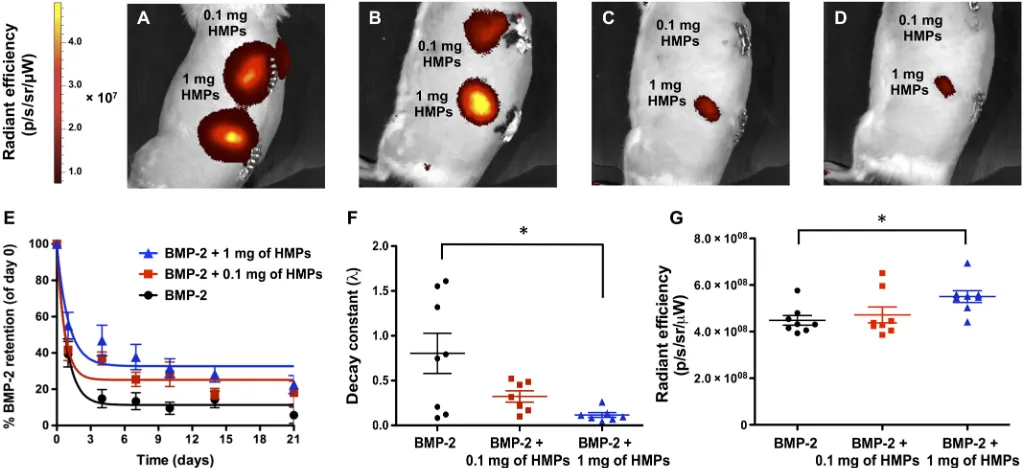 Fig. 3. In vivo tracking of BMP-2 released from alginate/PCL tissue-engineered constructs