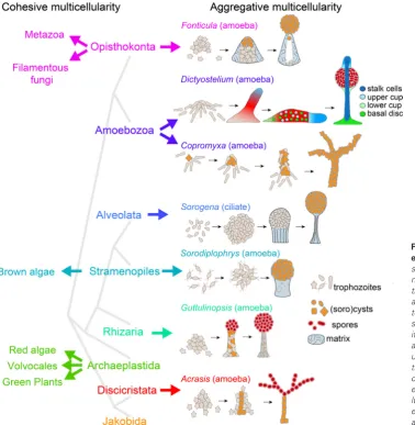 Fig. 1. Evolution of multicellularity in eukaryotes. Multicellular organisms can be subdivided into two types