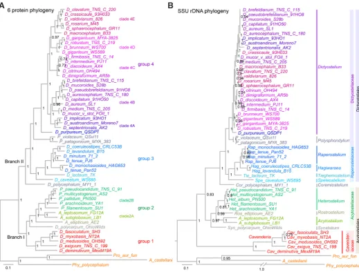 Fig. 2. Multi-protein based phylogenies improve poor node resolution and branch length anomalies of single gene trees