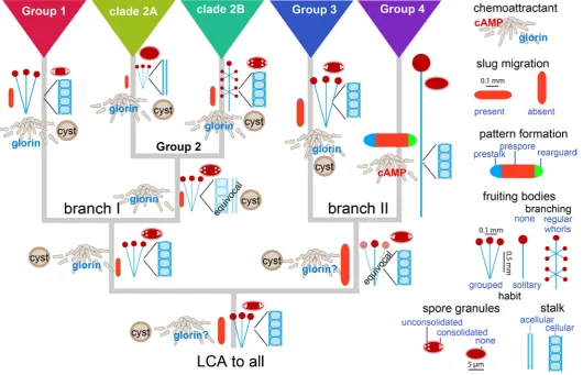 Fig. 3. Evolution of phenotype in Dictyostelia. Phylogenetic comparative methods were applied to reconstruct ancestral states for a set of 25 phe-notypic characters measured over 99 Dictyostelium species (Romeralo, et al., 2013; Schilde, et al., 2014)