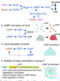 Fig. 8. Evolution of cAMP signalling in Dictyostelia. Possile scenario for the evolution of intra- and extracellular cAMP signalling in D
