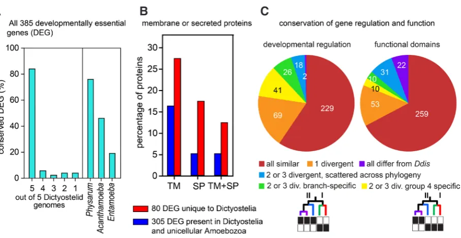 Fig. 9. Conservation of D. discoideum developmentally essential genes across Amoebozoa