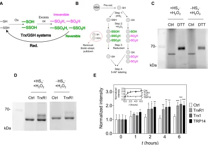Fig. 2. Reversible oxidation of HSA upon previous persulfidation. (at each time point and normalized to the respective intensities at A) Hypothesized role of the Trx or GSH system in reduction of excessively oxidized persulfide species, which become functi