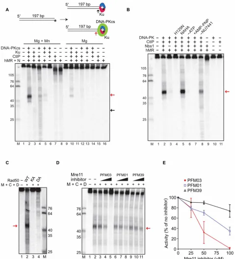 Fig. 1. Nucleolytic removal of DNA-PK by MRN and its stimulation by CtIP. ((nesium only (lanes 9 to 16)