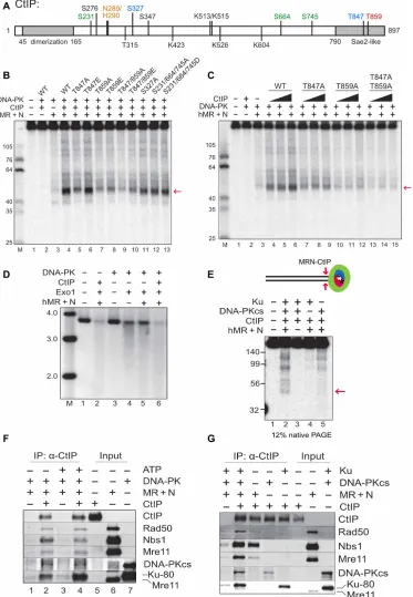 Fig. 2. MRN, DNA-PK, and CtIP promote dsDNA end resection. (A) A linear map of CtIP indicating a subset of known phosphorylated residues as well as residues im-portant for DNA binding and catalytic activity as discussed in the text (orange, sites required 