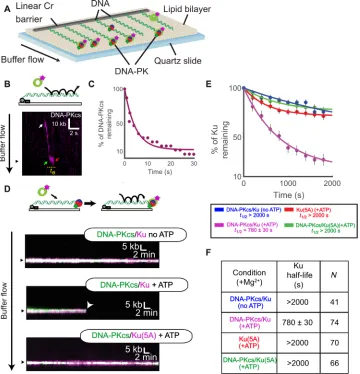Fig. 3. Single-molecule visualization of DNA-PK on DNA. (A) Schematic of the DNA curtains assay for DNA-PK