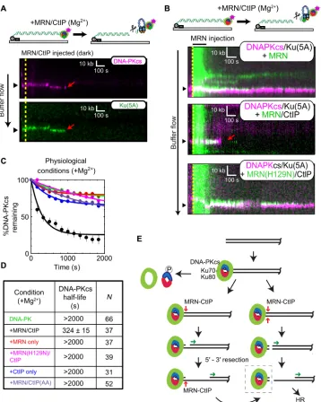 Fig. 4. Single-molecule visualization of DNA-PK removal by MRN and CtIP. (A) Illustration and kymographs of DNA-PKcs (magenta) and Ku (green) upon injection of MRN and CtIP [both unlabeled (dark)]