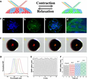 Fig. 5. The microstructures and photothermal responsiveness of NIPAM hydrogel Janus SCPs