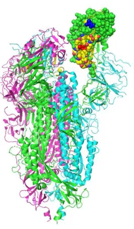 Figure 1. Structural location of the toxin-like sequence (aa 375-390) within the SARS-CoV-2 
