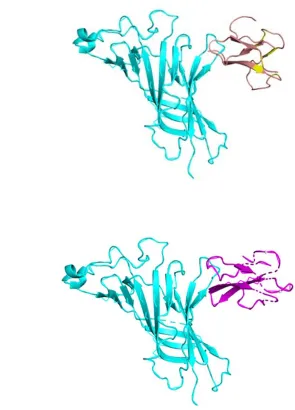 Figure 3. (A). Interaction between alpha9 AChR (cyan - on the left) and alpha-bungarotoxin 