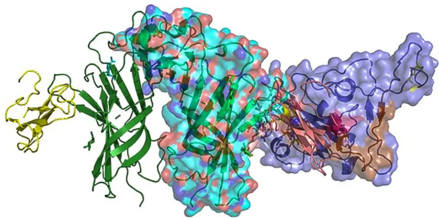 Figure 4. Interaction between two (of the five) alpha9 nAChR subunits (cyan – in the 