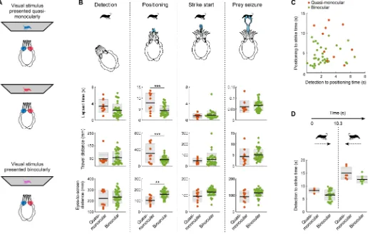 Fig. 2. Binocular vision improves hunting behavior. (A) Cuttlefish fitted with anaglyph 3D colored glasses enabled presentations of quasi-monocular and binocular visual stimuli (see movie S3)