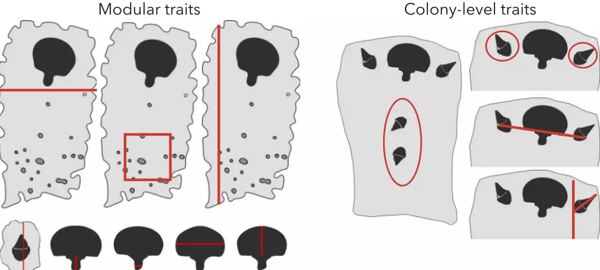 Fig. 2. We measure the evolutionary potential of these twelve traits. Module-level traits are expressed by single modules