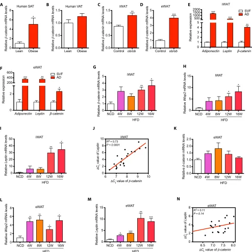 Fig. 2. -Catenin was induced in the development of obesity in humans and mice. (A) -catenin expression was significantly higher in subcutaneous adipose tissue of obese subjects than in lean subjects