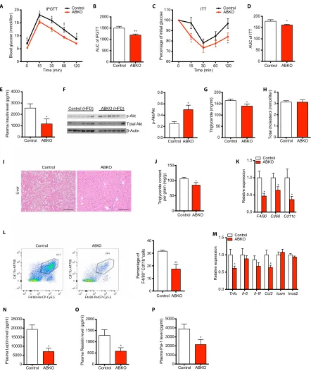 Fig. 4. Ablation of -catenin in mature adipocyte improves metabolic homeostasis. (A) Glucose tolerance test after 16-hour fasting in 24-week HFD-fed control and ABKO mice (n = 13 for each group)