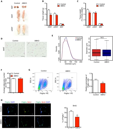 Fig. 5. Ablation of PdgfrPdgfrcontrol and ABKO mice by FACS. Right: Quantification of the percentage of Pdgfr-catenin in mature adipocyte reduces preadipocyte proliferation and subcutaneous fat mass in long-term HFD feeding