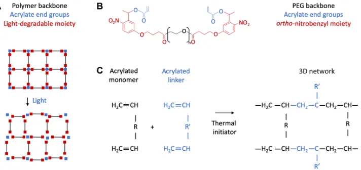 Fig. 1. Light-degradable hydrogel synthesis scheme. (A) Schematic of light-degradable 3D hydrogel network