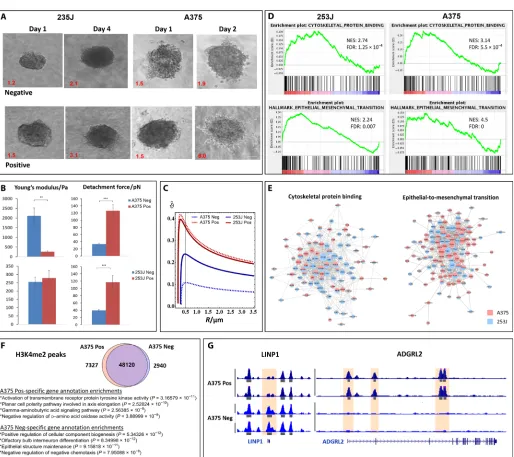 Fig. 5. TrC in cells that were sorted on the basis of their uptake capacity. The cells with higher phagocytic capacity (positive cells) were more invasive and more
