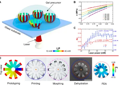 Fig. 1. Spatial and temporal control in direct laser writing to enable spatially controlled differentially cross-linked polymer networks