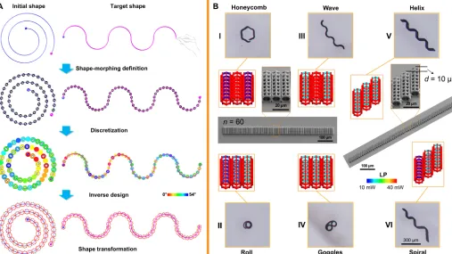 Fig. 4. Inverse and forward design of morphing modular systems. (A) Inverse problem finding for programming a structure that morphs into the desired shape