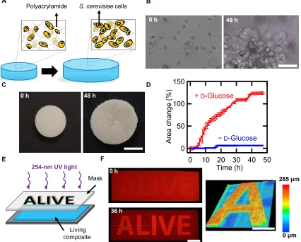 Fig. 1. Controlled expansion of polyacrylamide gels by proliferation of yeast. (A) Schematic of shape change in living composites