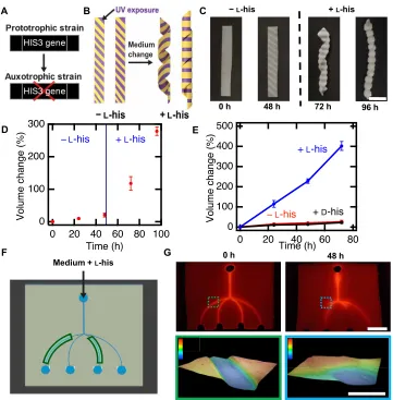 Fig. 3. Genetic engineering enables controlled composite response to specific cues. (of a living channel before and after (color scale, 0 to 0.3 mm) growth (bottom)