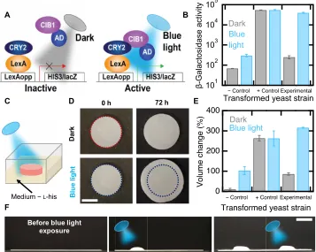 Fig. 4. Genetic engineering enables optogenetic control of shape change. (A) Schematic of a light sensitive yeast two-hybrid