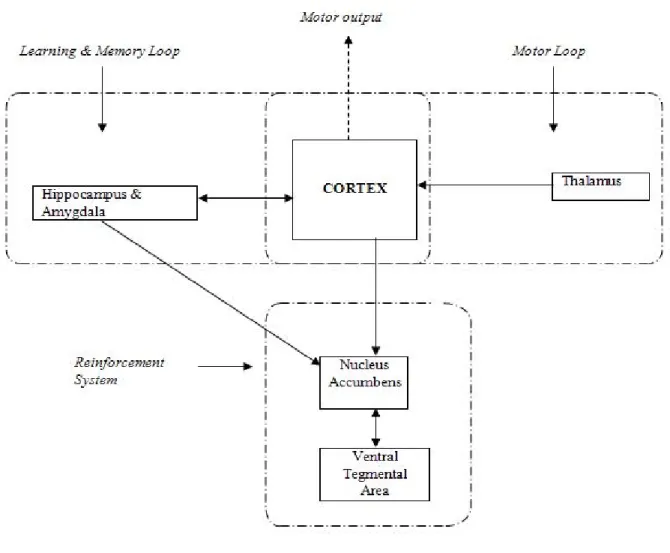 Figure 1.  Diagram of the brain circuits involved in the motivation system that influences behavior (modified from McKim, 2003)