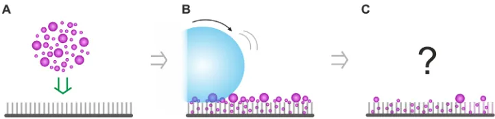 Fig. 1. Self-cleaning of superhydrophobic surfaces. (hydrophilic). (A) The surfaces are contaminated with particles of different sizes (80 nm to 50 mm) and polarities (hydrophobic/B) Water drops roll over the contaminated surface