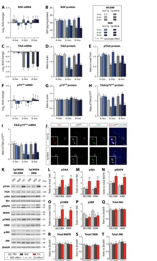 Fig. 1. Intraparenchymal injection of D3, a selective TrkA agonist, but not NGF, increased TrkA-dependent signaling in 6-month-old TgCRND8 mice with NGF and TrkA deficits.6 months of age compared to non-Tg mice