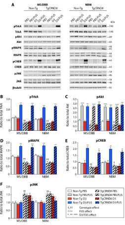 Fig. 4. MRIgFUS delivery of D3 increased TrkA-dependent signaling cascades in the basal forebrain 90 min after treatment.with PBS-treated non-Tg mice (genotype effect); ^ indicates comparison with PBS-treated mice of the same genotype (FUS effect); * indic