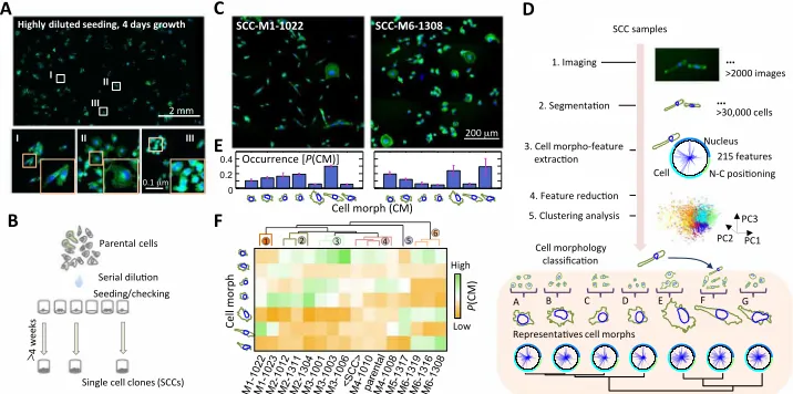 Fig. 1. Cell polymorphism—cell morphology is a highly heritable trait at the single-cell level