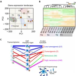 Fig. 2. Morphological phenotypes in vitro and differential tumor progression in vivo. (tasis resulting from the injection of 14 SCCs and parental MDA-MB-231 cells into the mammary pad of SCID mice