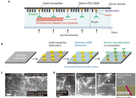 Fig. 1. Nanopatterning of kinesin molecules by selective immobilization of kinesin on gold nanopillars