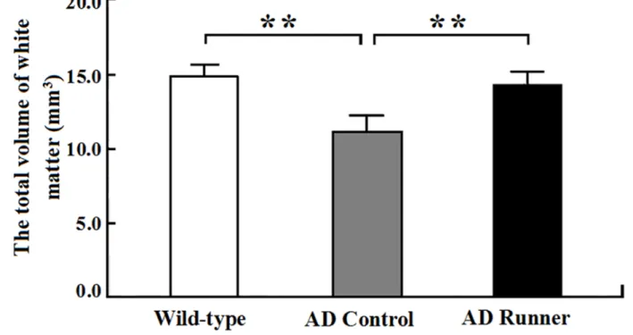 Figure 2: The total white matter volume of the Wild-type, APP/PS1 Control and APP/PS1 Runner mice (mean ± SD).