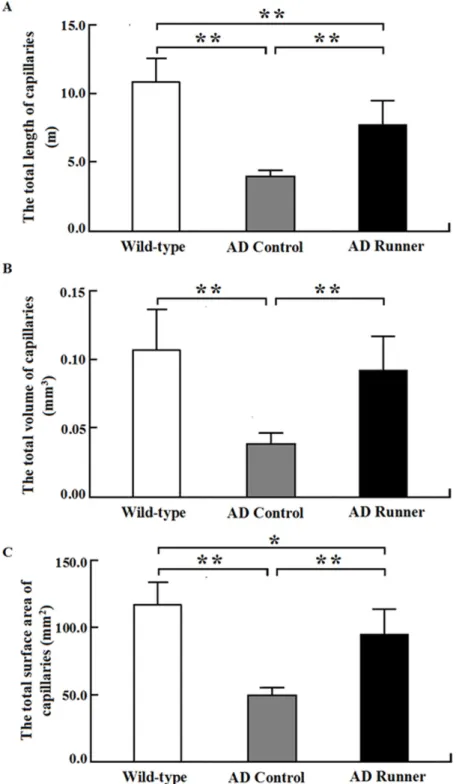 Figure 4: (A) The total white matter capillary length of the Wild-type, APP/PS1 Control and APP/PS1 Runner mice (mean ±  SD)