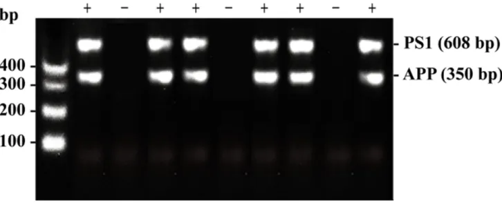 Figure 5: An illustration of the gene identification results obtained by genotyping.  The minus sign (-) indicates that this  mouse expresses neither the APPswe gene nor the PSEN1 gene