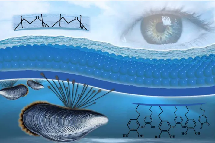 Fig. 2. Scheme and microstructures. (A) Schematic diagram of the generation process of the PDA-infiltrated PEGDA hydrogel inverse opal film