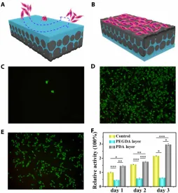 Fig. 3. NIH-3T3 cells cultured on the hybrid hydrogel film. (A and B) Scheme of the (A) anti-adhesive side and the (B) adhesive side of the hybrid hydrogel film, respectively