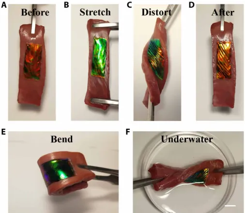 Fig. 5. Self-healing and sensing properties. (A) Two heart-shaped structural color hybrid hydrogel film